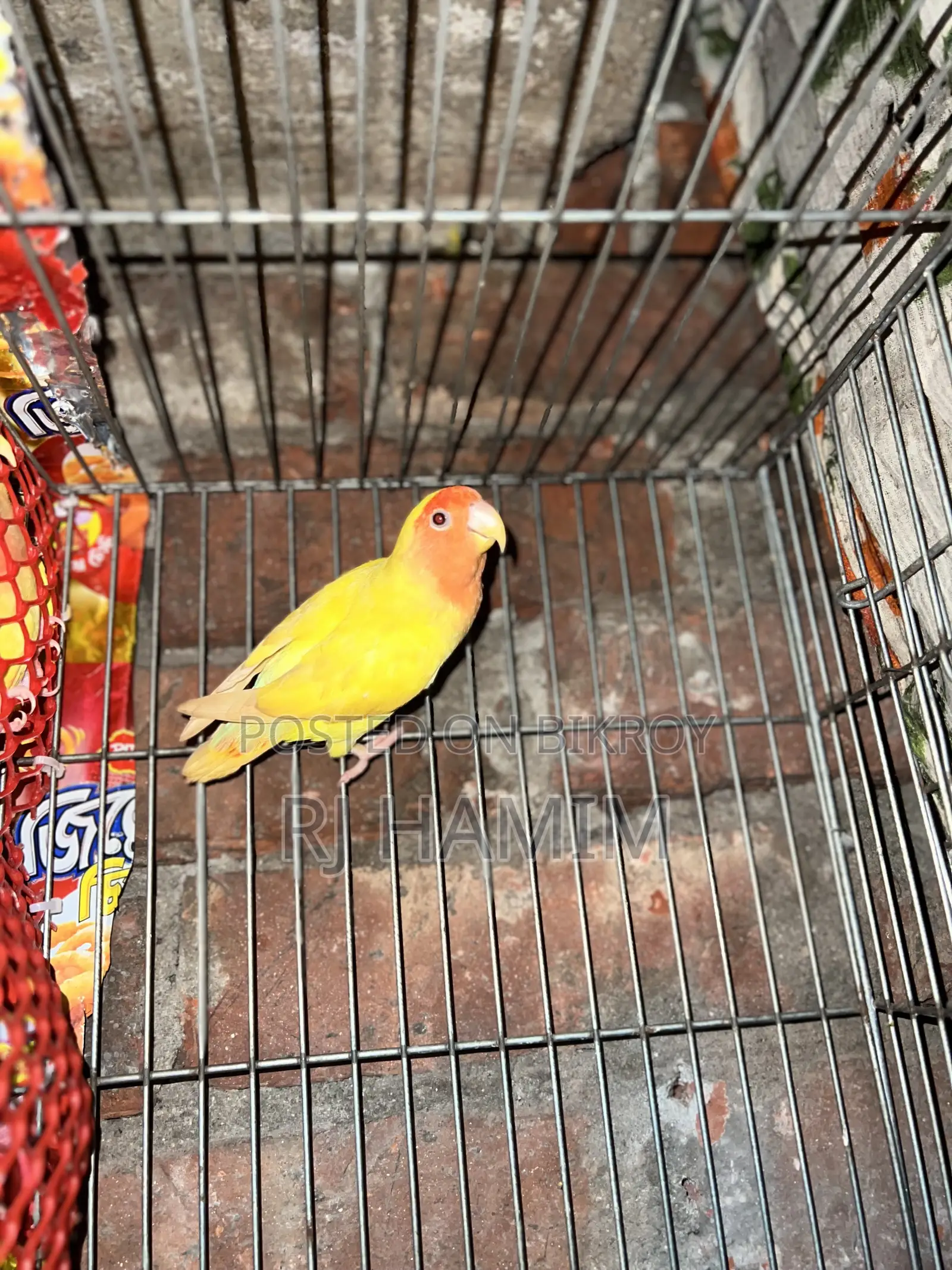Lovebirds Red Head Opline
