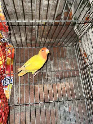 Lovebirds Red Head Opline