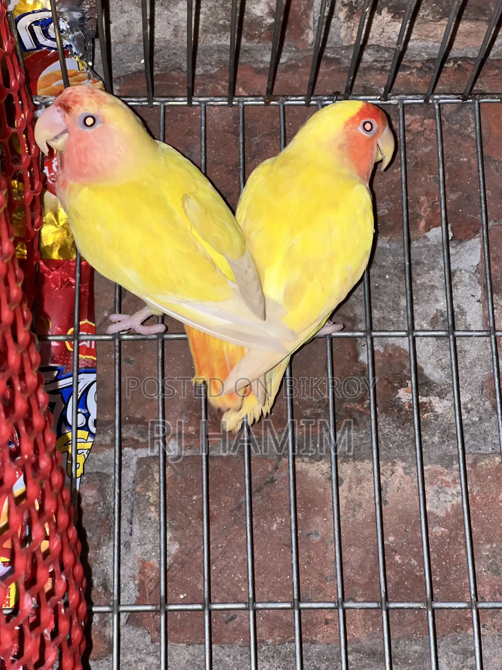 Lovebirds Red Head Opline