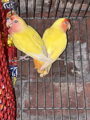 Lovebirds Red Head Opline