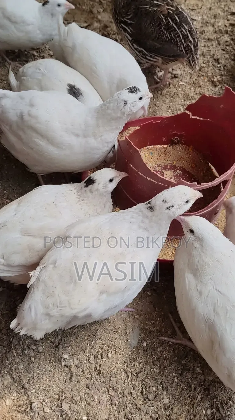 European White Giant Coturnix Quail Bird