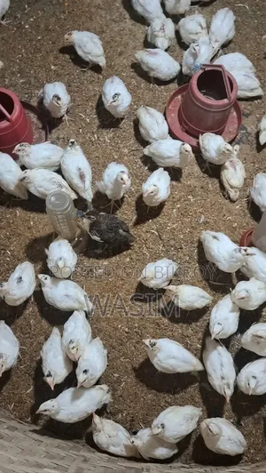 European White Giant Coturnix Quail Bird