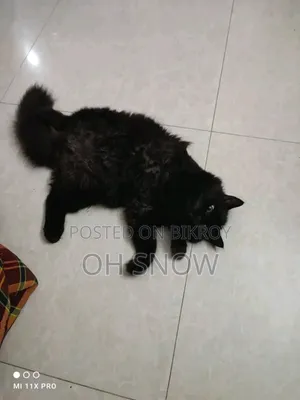 ১+ বছর বয়সী ফিমেল পিওর ব্রিড পার্সিয়ান বিড়াল