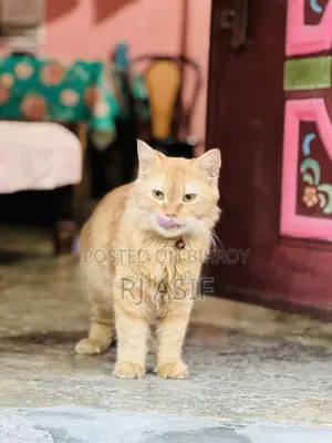 ৬-১২ মাস বয়সী পুরুষ বিশুদ্ধ পার্সিয়ান