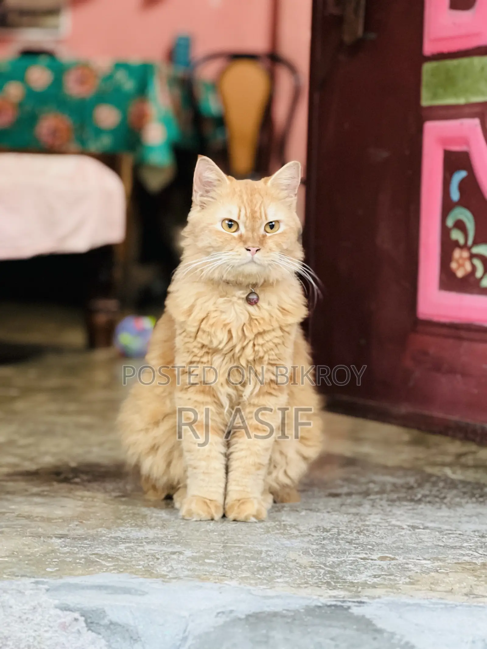 ৬-১২ মাস বয়সী পুরুষ বিশুদ্ধ পার্সিয়ান