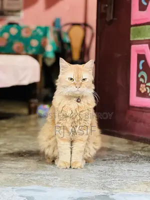 ৬-১২ মাস বয়সী পুরুষ বিশুদ্ধ পার্সিয়ান