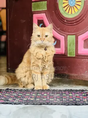৬-১২ মাস বয়সী পুরুষ বিশুদ্ধ পার্সিয়ান