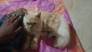 ৩-৬ মাস বয়সী নারী সংকর জাতের পার্সি বিড়াল