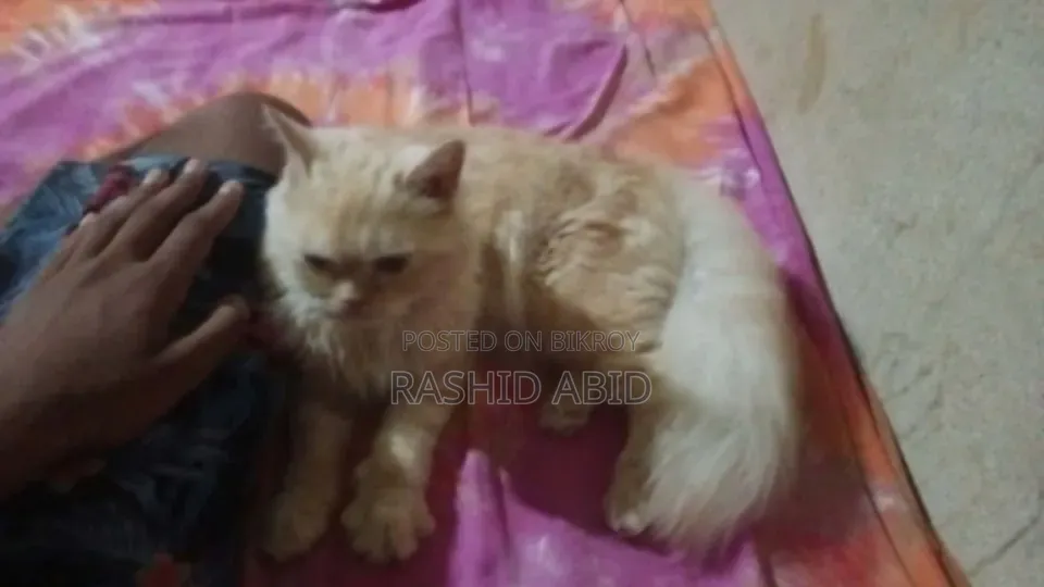 ৩-৬ মাসের ফিমেল মিক্সড ব্রিড পার্সিয়ান