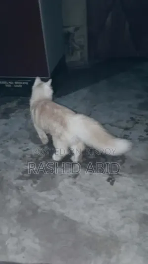 ৩-৬ মাসের ফিমেল মিক্সড ব্রিড পার্সিয়ান