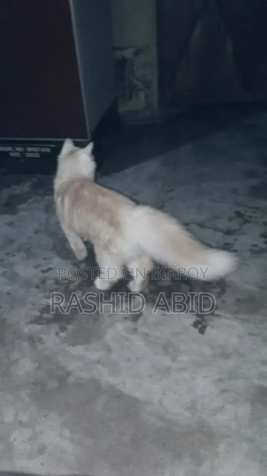 ৩-৬ মাসের ফিমেল মিক্সড ব্রিড পার্সিয়ান
