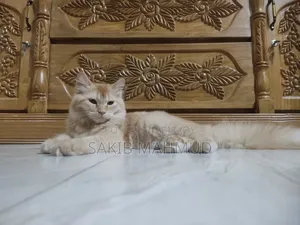 ৬-১২ মাস বয়সী স্ত্রী মিশ্র জাতের পার্সিয়ান