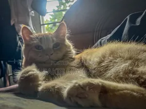 ৬-১২ মাসের ফিমেল মিক্সড ব্রিড ট্যাবি