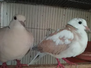 Doves Sale