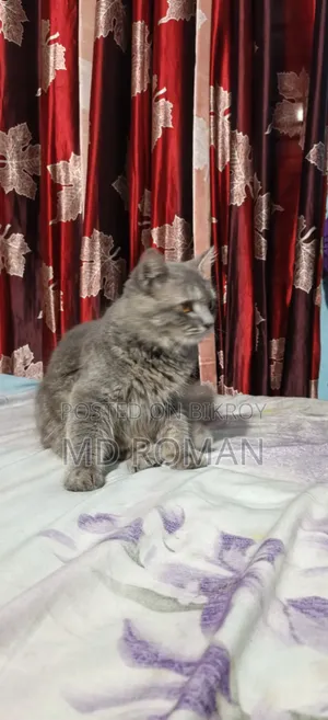 ৩-৬ মাসের পুরুষ খাঁটি পার্সিয়ান