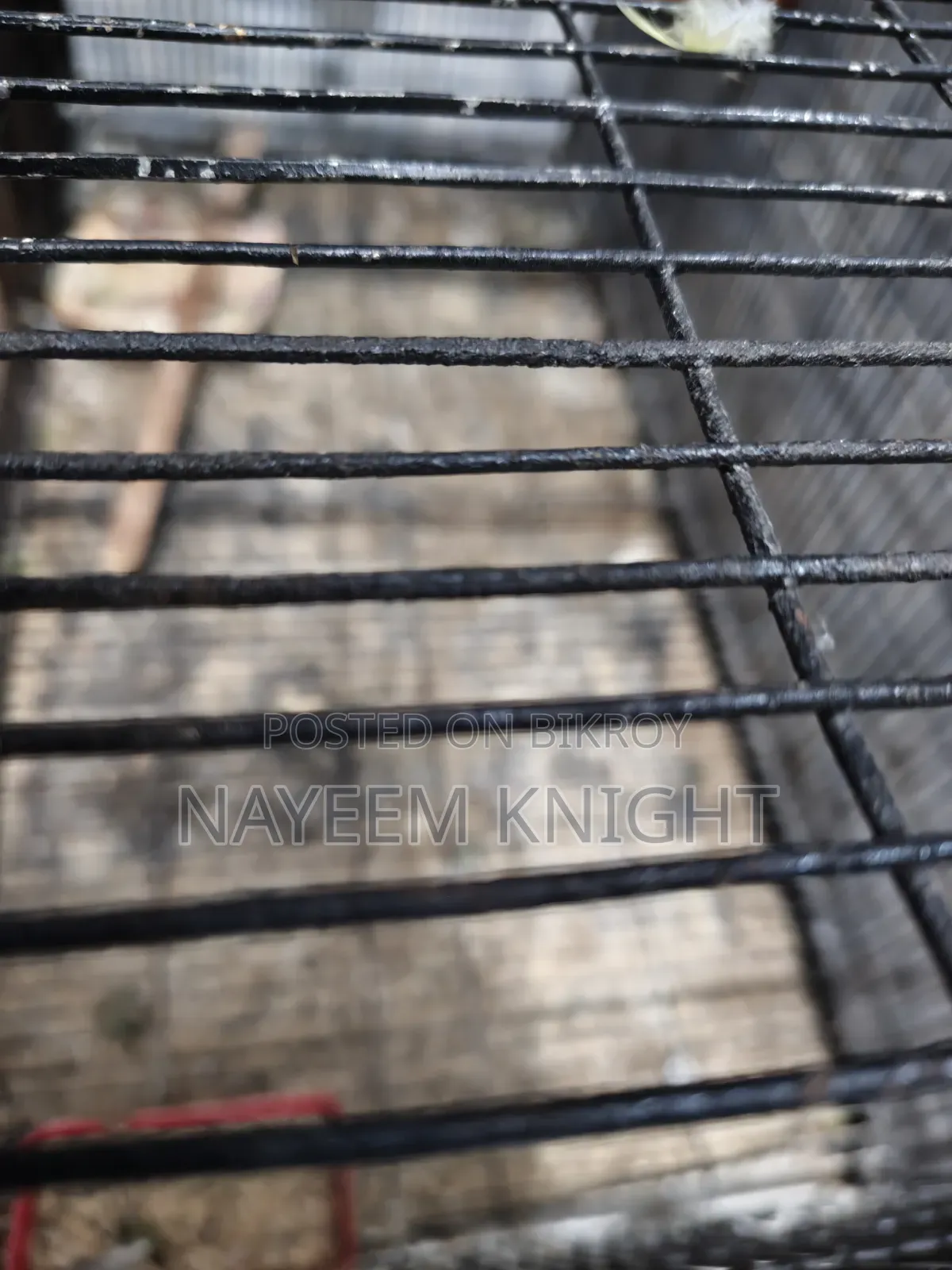 Only Bird Case 20*36" (30 Kg) 3 Gate