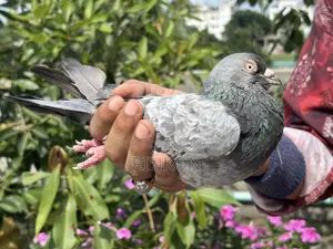 রেস করা ফুল রানিং র বেজি নর কবুতর বিক্রি হবে