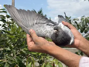 রেস করা ফুল রানিং র বেজি নর কবুতর বিক্রি হবে