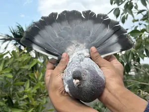 রেস করা ফুল রানিং র বেজি নর কবুতর বিক্রি হবে