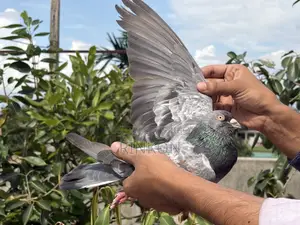 রেস করা ফুল রানিং র বেজি নর কবুতর বিক্রি হবে