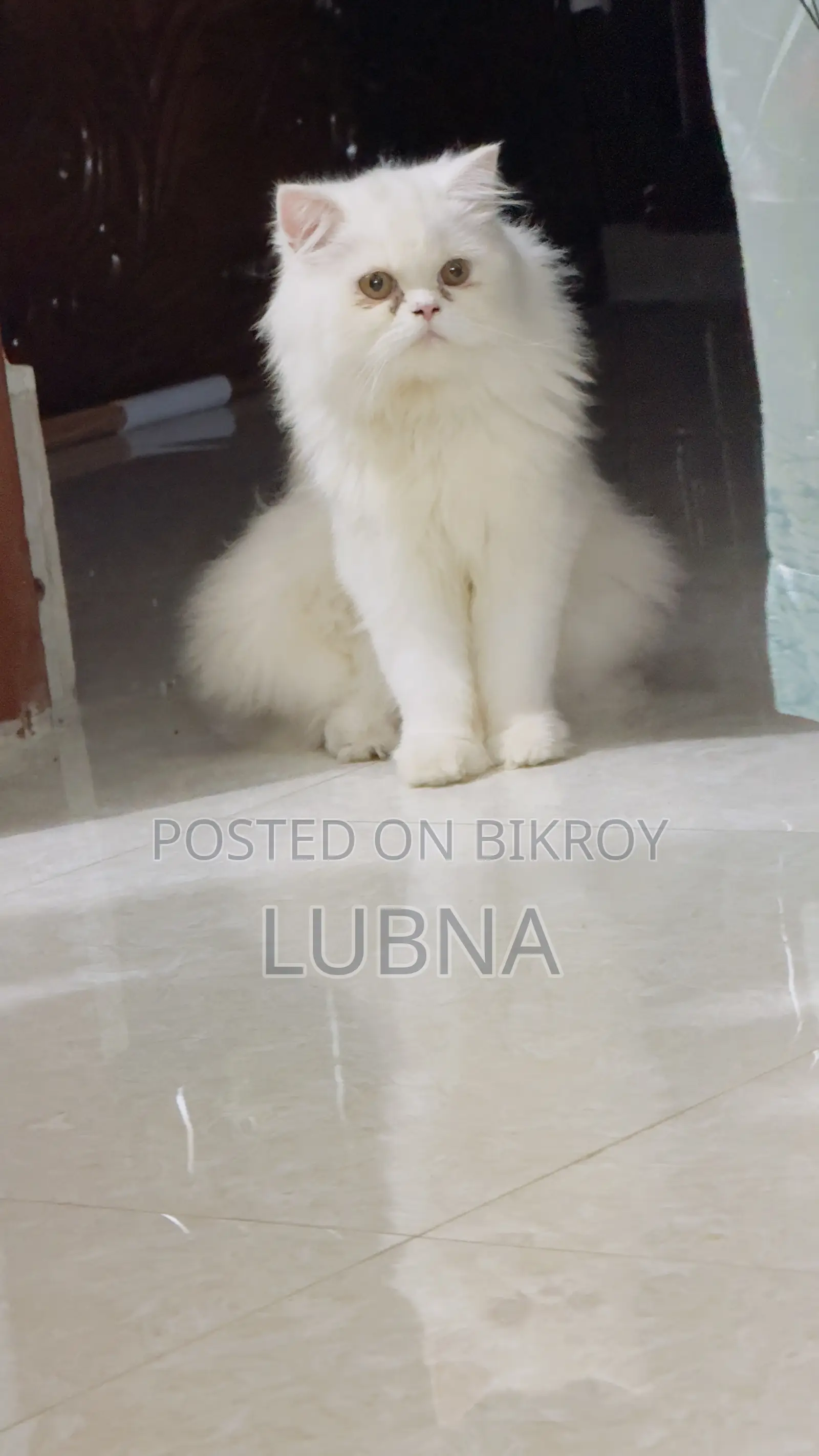 6-12 months Female Purebred Persian