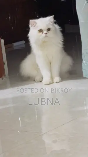 6-12 months Female Purebred Persian