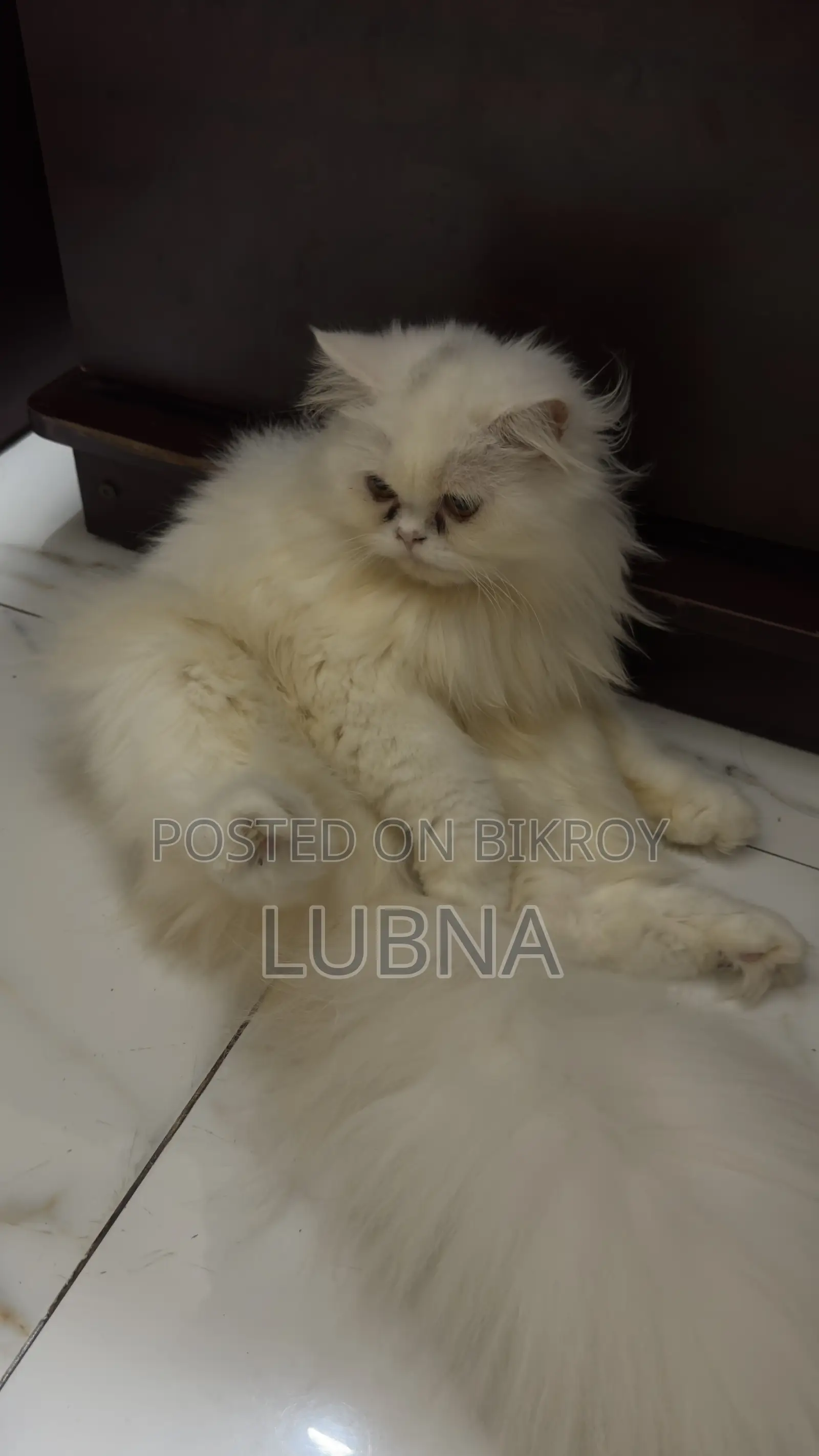 6-12 months Female Purebred Persian