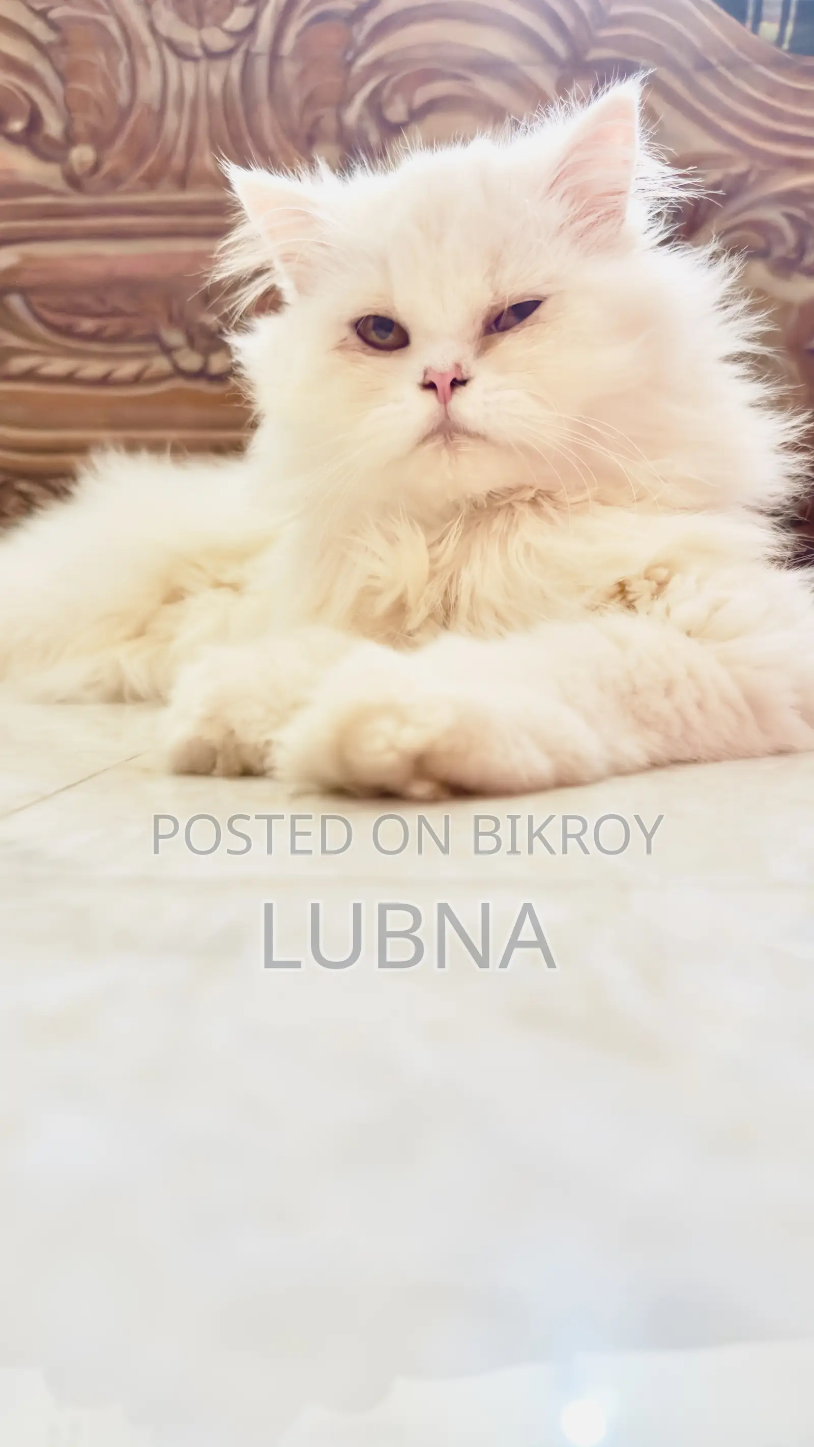 6-12 months Female Purebred Persian
