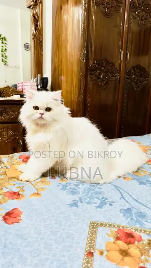 6-12 months Female Purebred Persian