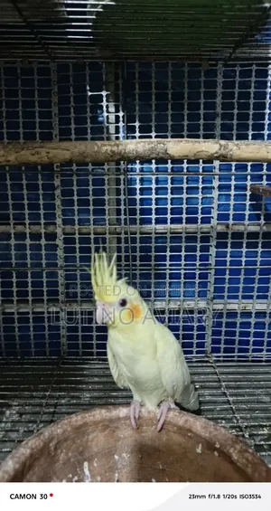 Lutino, Lutino Pair