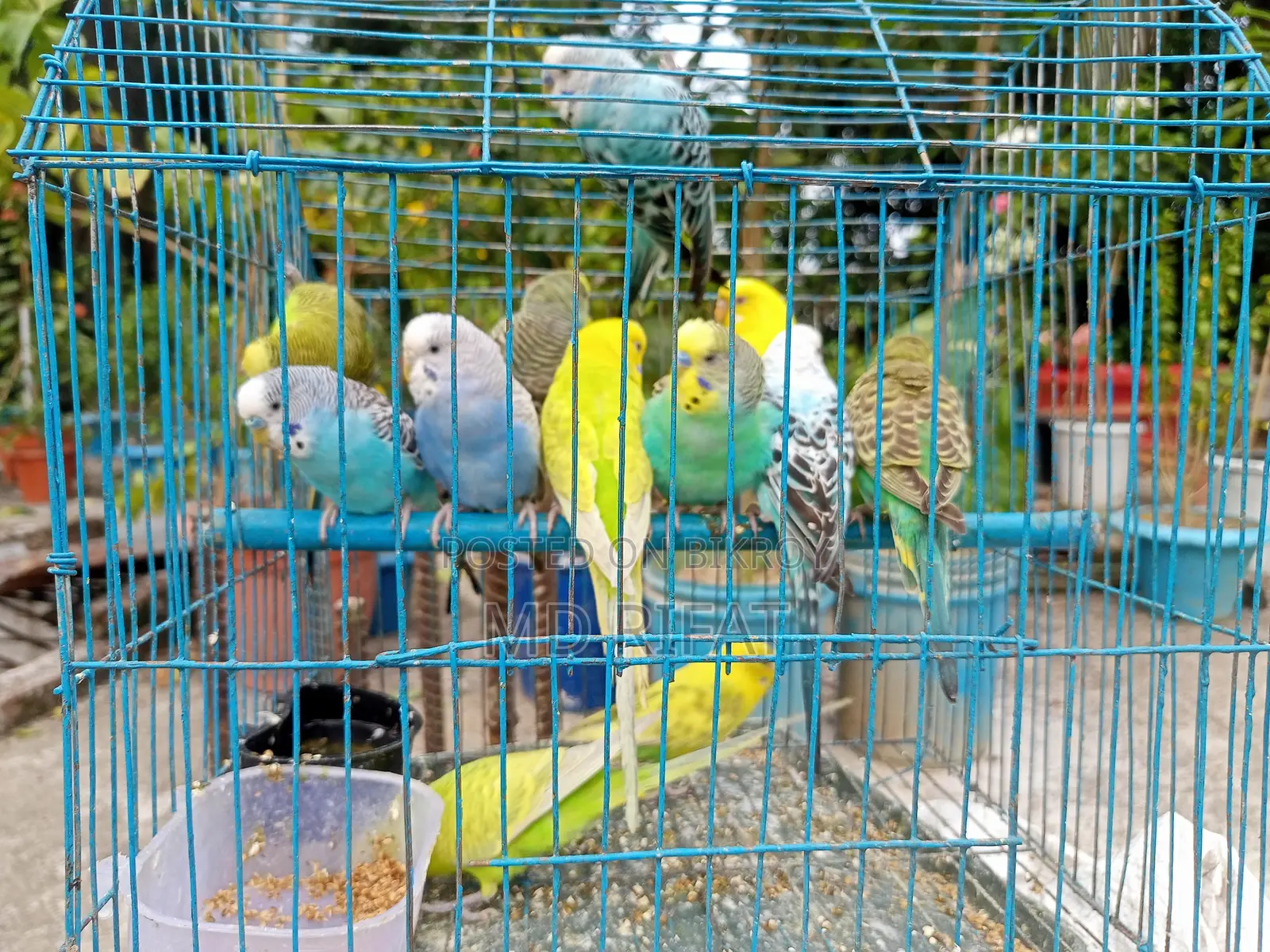 Budgerigar Birds for Sale