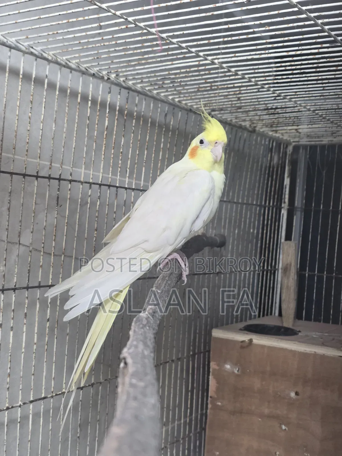 Adult Lutino (Pearl) Male Cockatiel