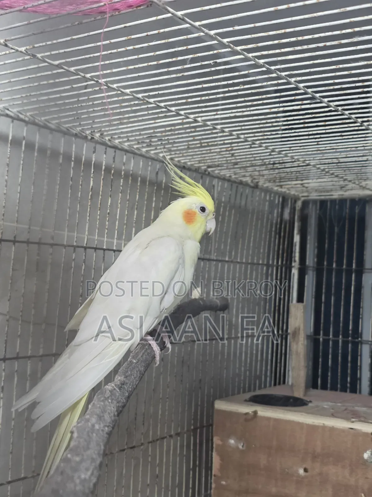 Adult Lutino (Pearl) Male Cockatiel
