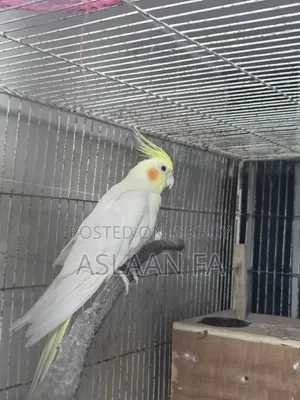 Adult Lutino (Pearl) Male Cockatiel