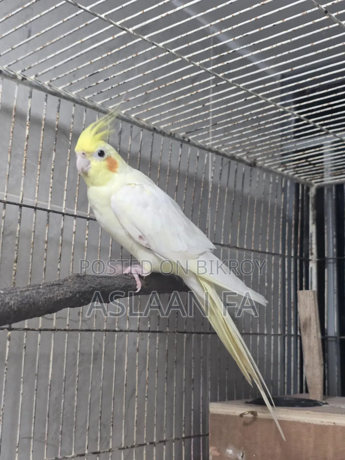 Adult Lutino (Pearl) Male Cockatiel