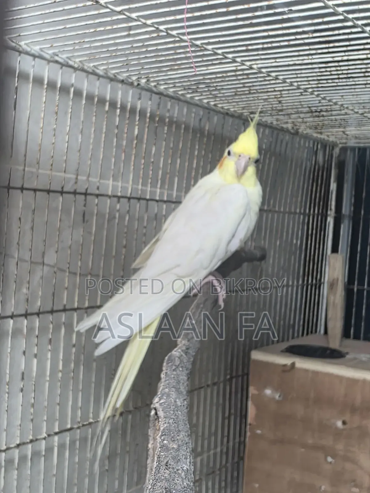 Adult Lutino (Pearl) Male Cockatiel
