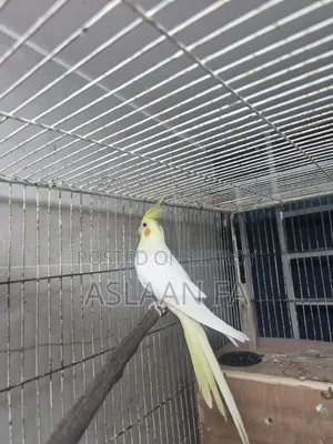 Adult Lutino (Pearl) Male Cockatiel