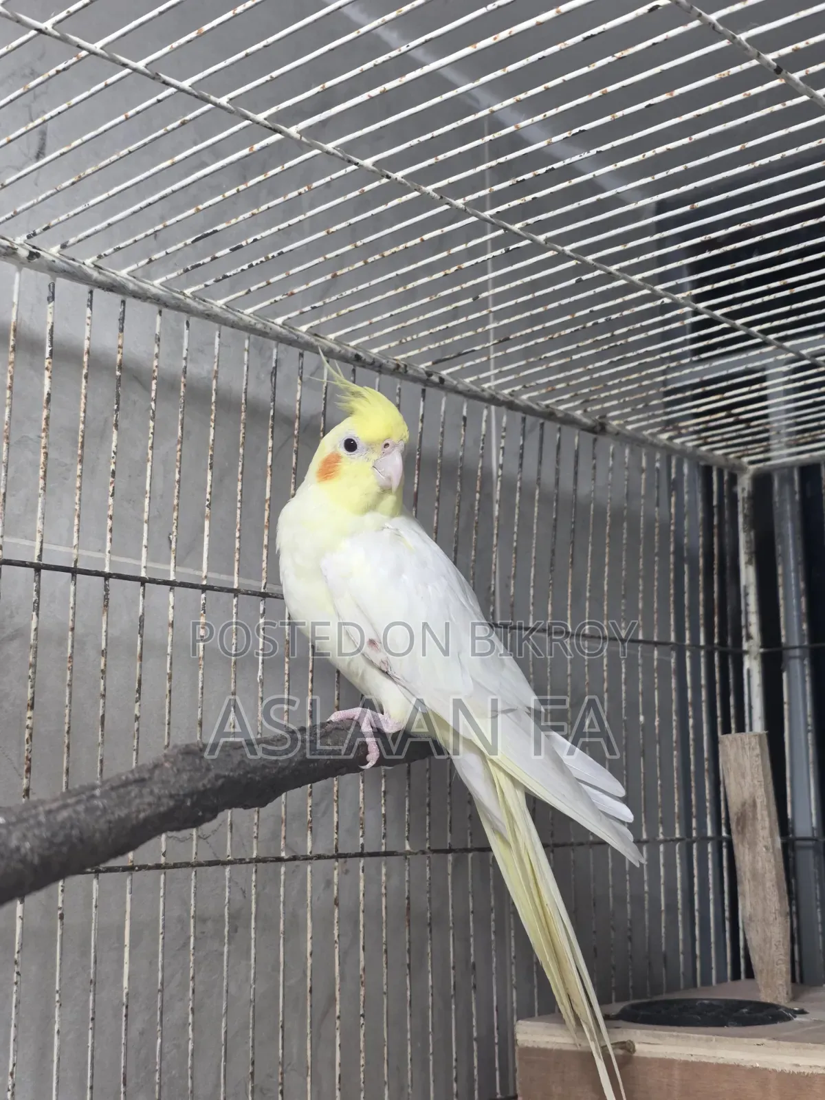 Adult Lutino (Pearl) Male Cockatiel