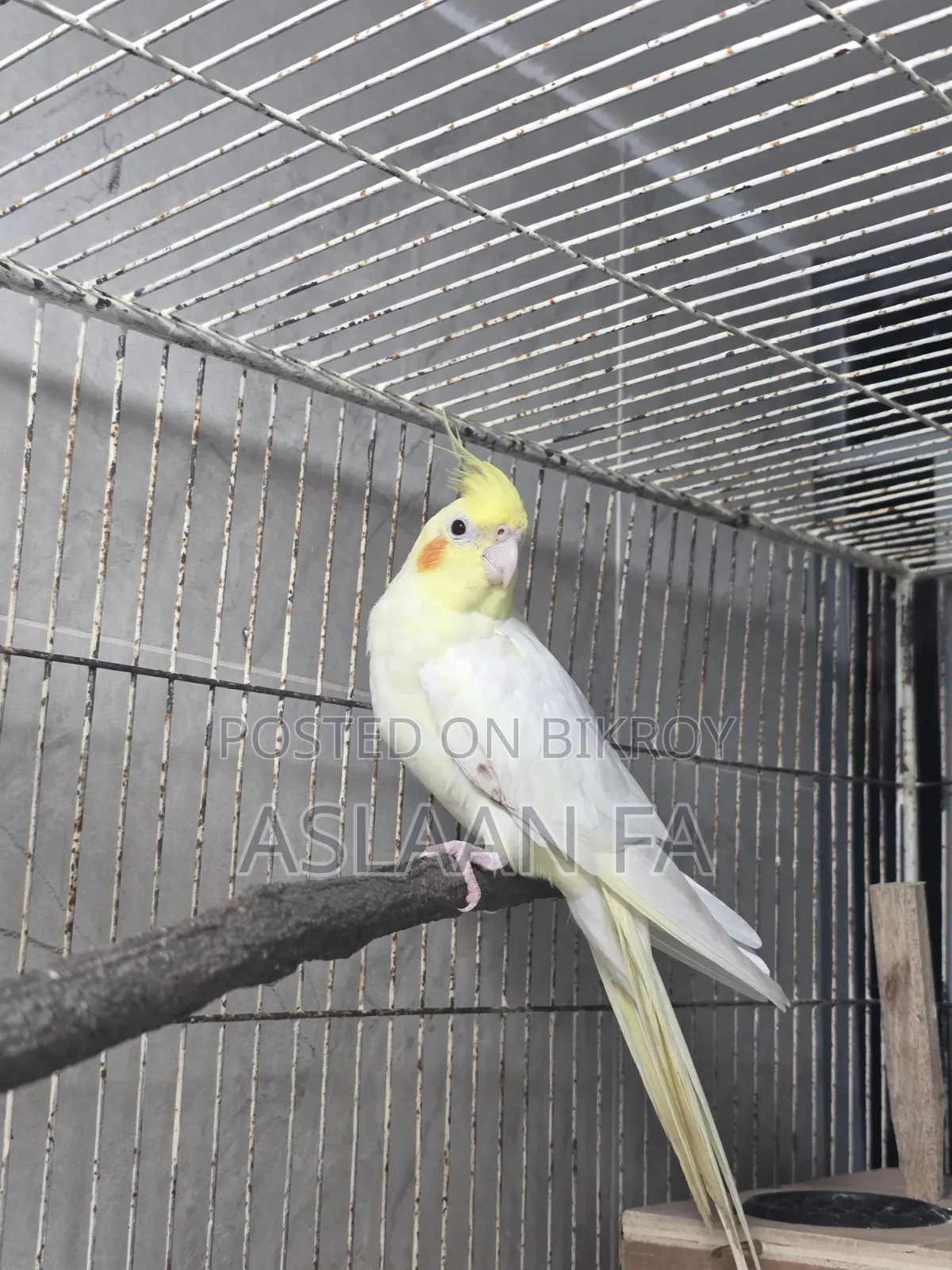 Adult Lutino (Pearl) Male Cockatiel