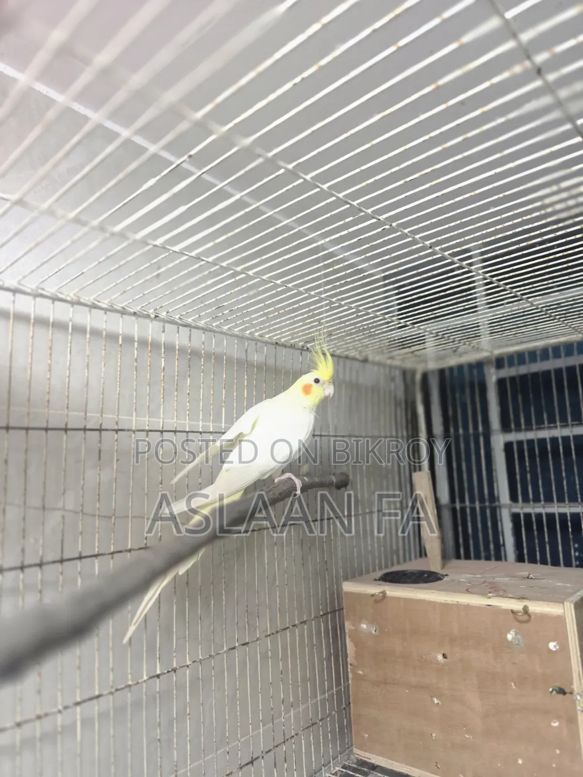 Adult Lutino (Pearl) Male Cockatiel