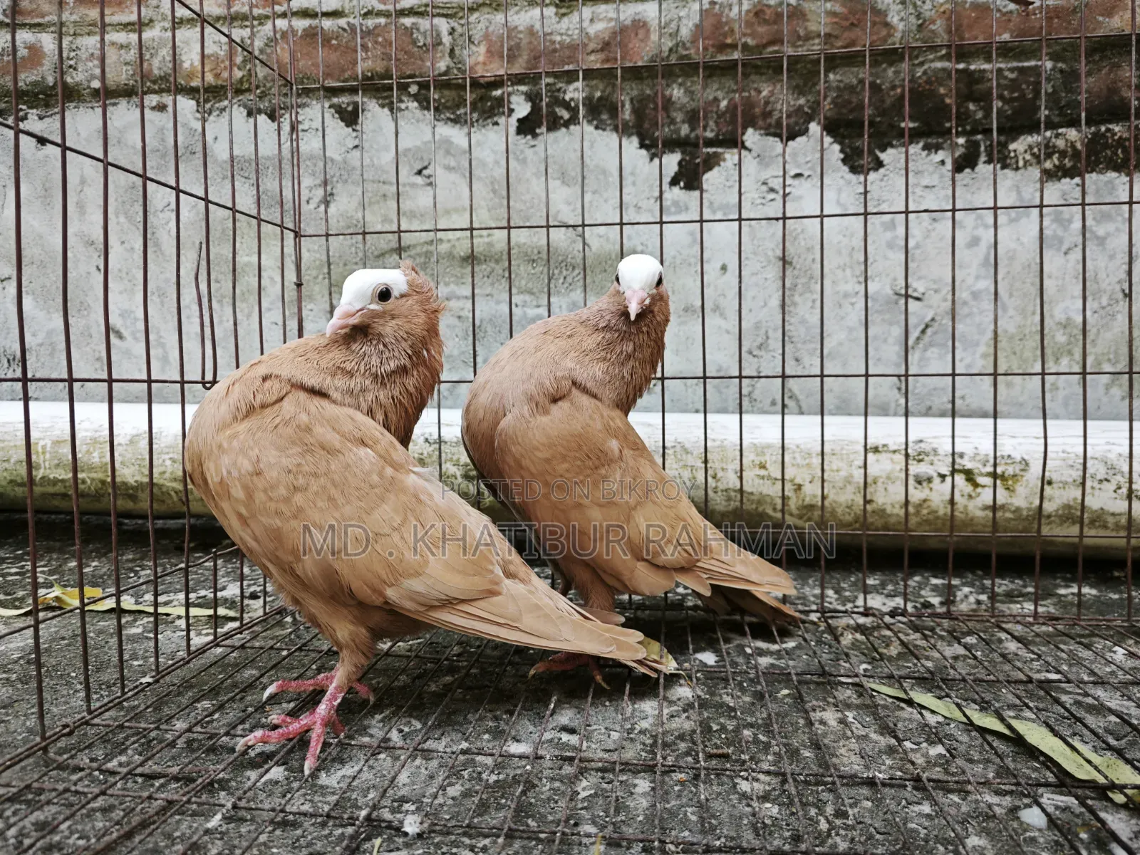 হলুদ হাঁসের বাচ্চা