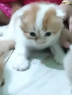 ১-৩ মাসের মেল পিওরব্রেড পার্সিয়ান