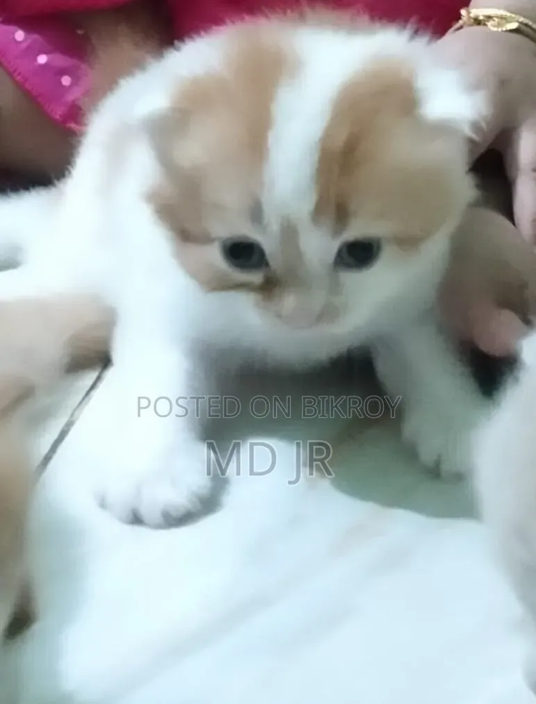 ১-৩ মাসের মেল পিওরব্রেড পার্সিয়ান