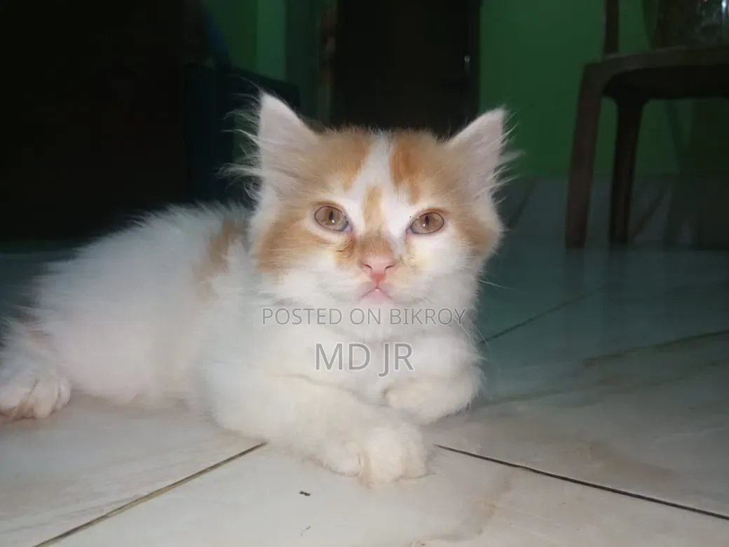 ১-৩ মাসের মেল পিওরব্রেড পার্সিয়ান