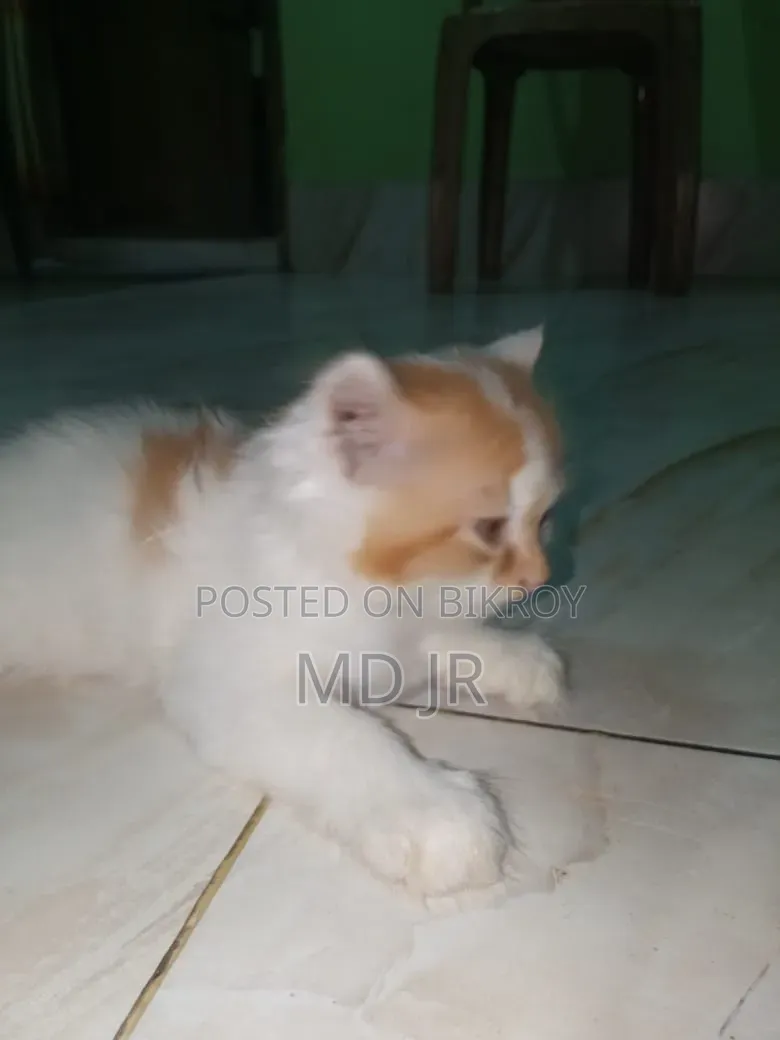 ১-৩ মাসের মেল পিওরব্রেড পার্সিয়ান