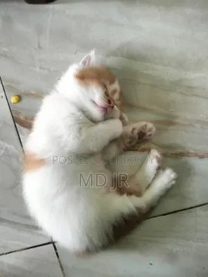 ১-৩ মাসের মেল পিওরব্রেড পার্সিয়ান
