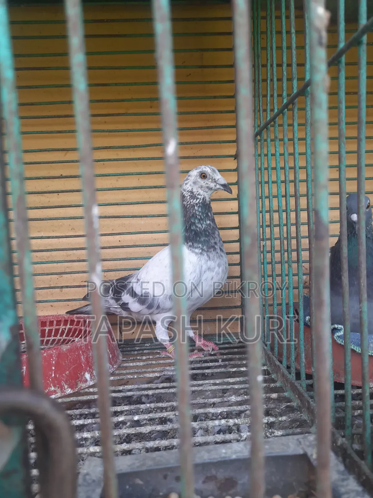 আফসান গ্রিজেল নর সেল করা হবে