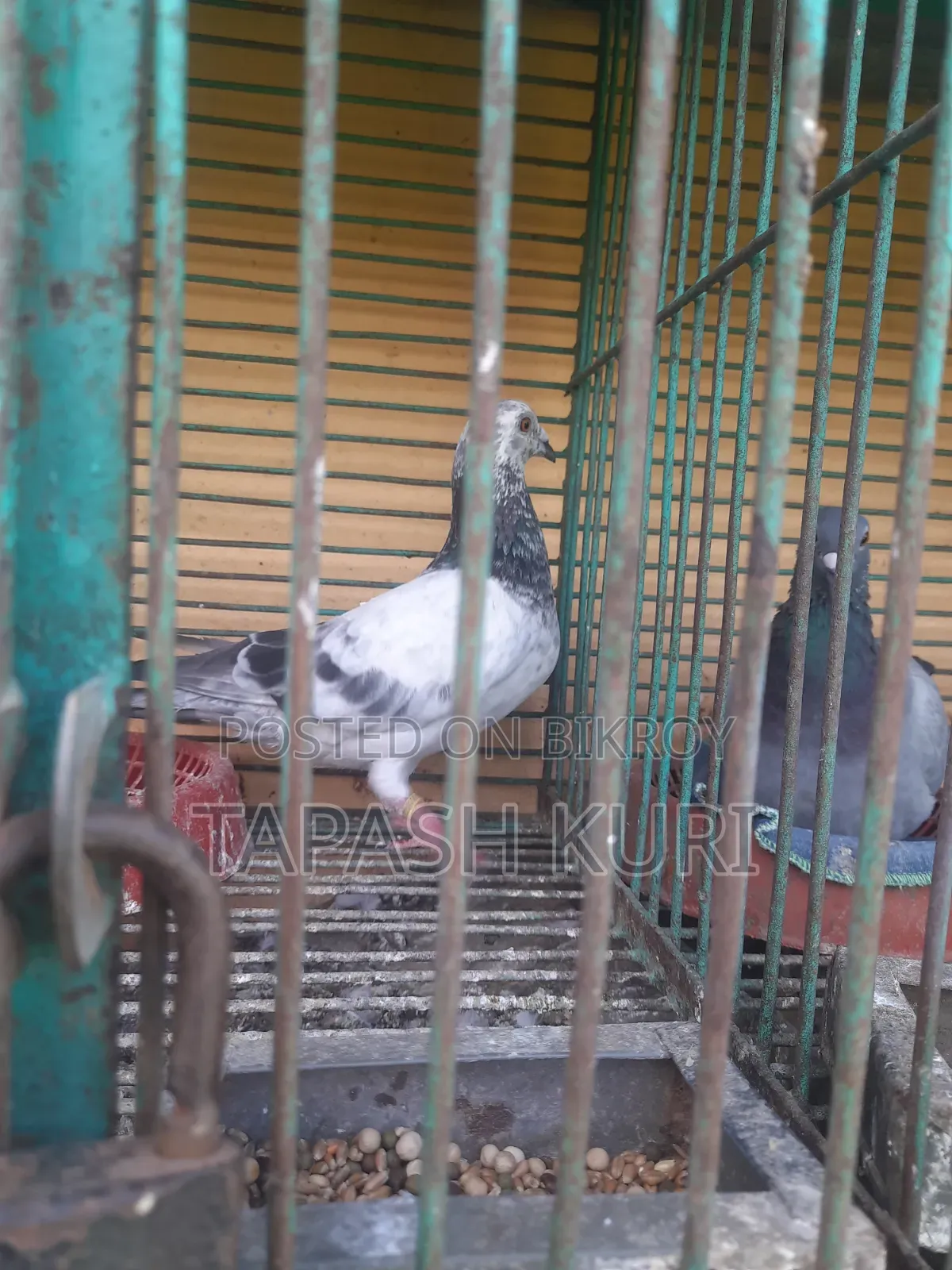 আফসান গ্রিজেল নর সেল করা হবে