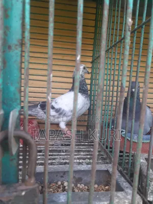আফসান গ্রিজেল নর সেল করা হবে
