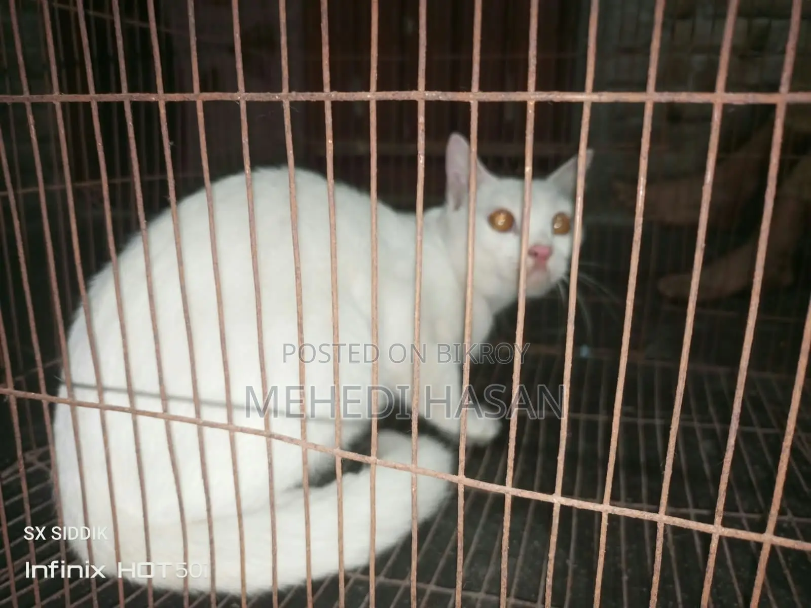 ৬-১২ মাস বয়সী মাদী পিউরব্রেড পার্সিয়ান
